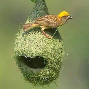 Meet your Posher, Kenny